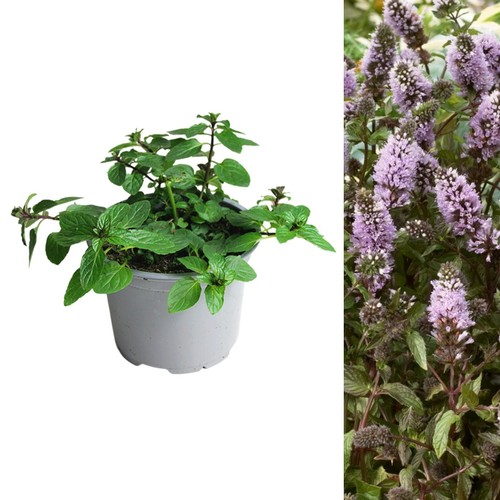 Black peppermint mint herb - black,