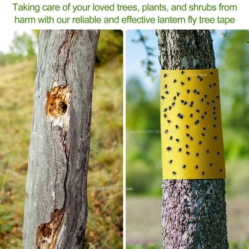 Double sided sticky insect - sided,