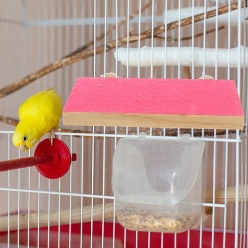 Bird perch platform - bird,