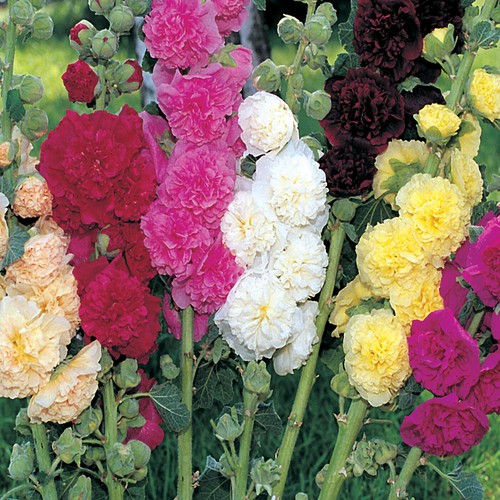 Hollyhock summer carnival - 6x,