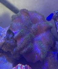 WYSIWYG toadstool leather