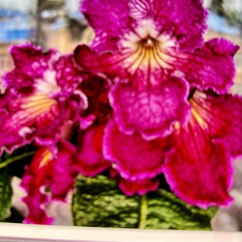 Streptocarpus dem dreams plug - streptocarpus,