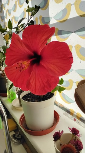 Red tropical hibiscus - red,