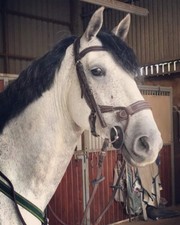 ANATOMICAL LEATHER JUMPING