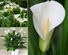 Calla Lily (Zantedeschia Aethiopica) | 20+seeds | HousePlant | Same Day Dispatch