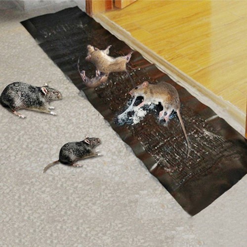 Mouse traps catcher - mouse, rat
