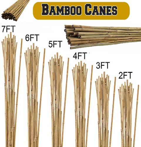 Bamboo canes garden natural - bamboo,