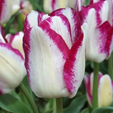 Tulip Affaire Flower Bulbs