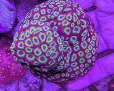 🔥 WYSIWYG: JF Sector 001