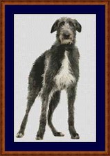 Scottish Deerhound Dog Cross