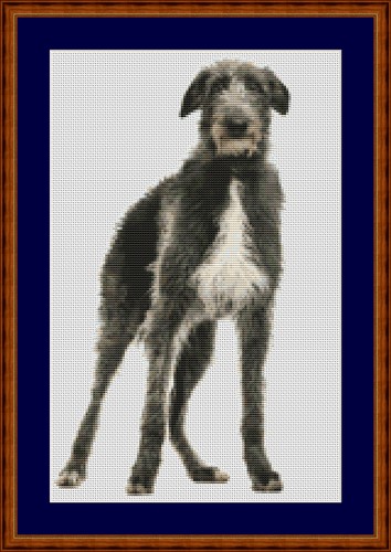 Scottish deerhound dog cross - dog,