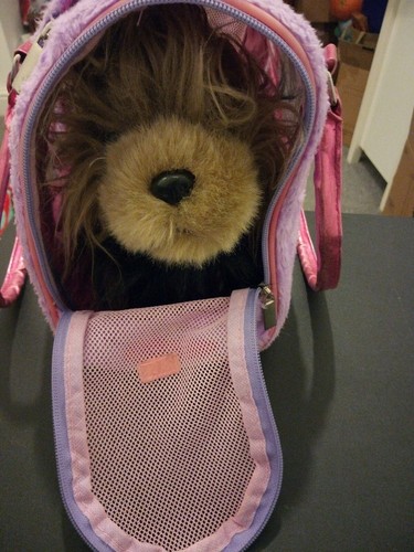 Pucci pups dog teddy with - pups,