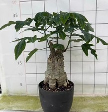Adenia volkensii WYSIWYG