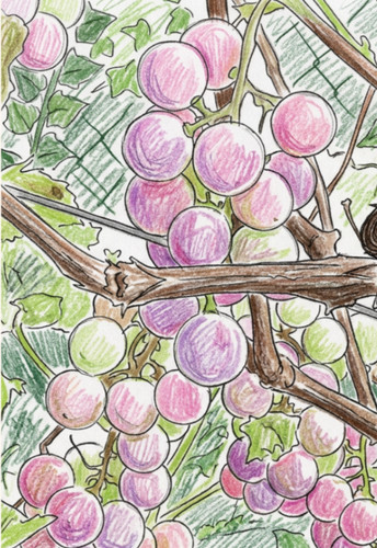 Grape vine siegerrebe - grape, 'siegerrebe'