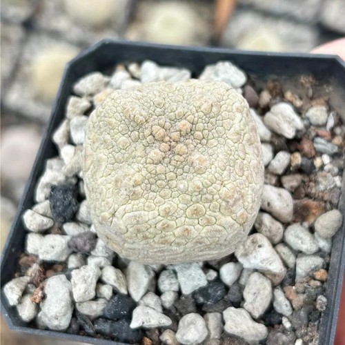 1pcs 4cm seedgrowth seedling - 1pcs,