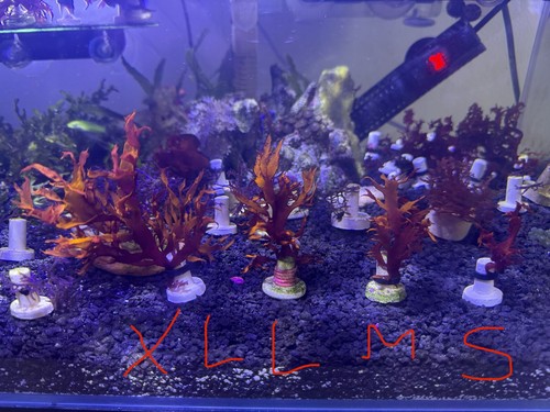 Marine macro algae dragons - marine,