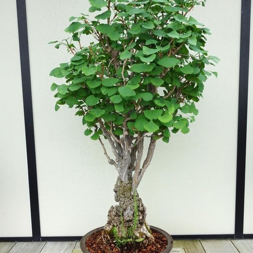 Ginkgo biloba bonsai - bonsai, 10