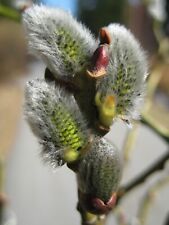 100 Goat Willow - Salix Caprea