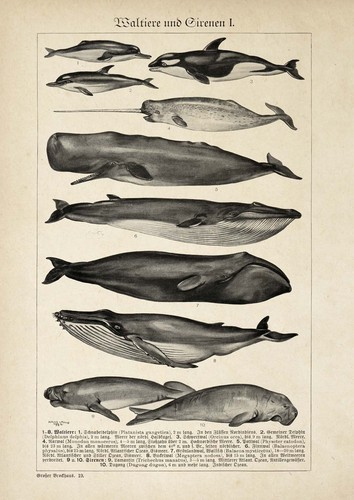 Antique whales chart poster - whales,