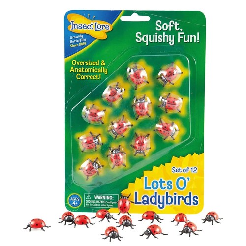 Insect lore lots ladybirds - insect,