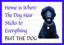 Home is Where The Dog