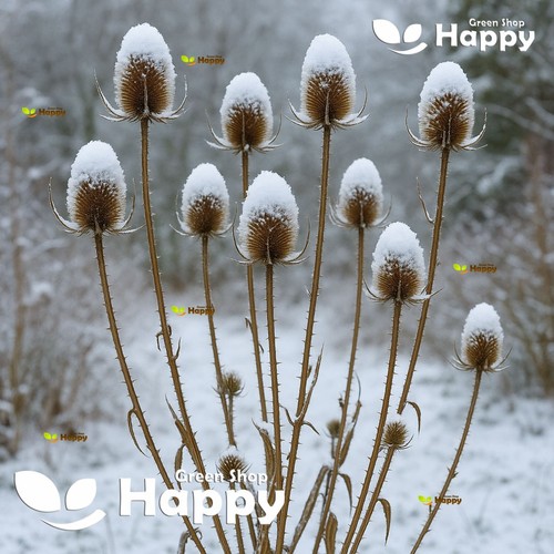 Wild teasel dipsacus - wild,