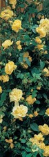 Climbing Rose Yellow Golden