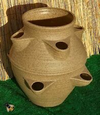 Large Garden Strawberry