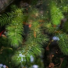 6x HORNWORT FOR POND AQUARIUM