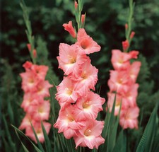 10 Gladioli Rose Supreme Pink
