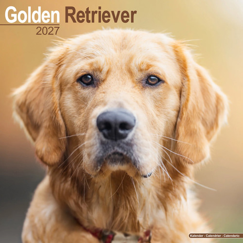 Golden retriever 2027 - retriever,