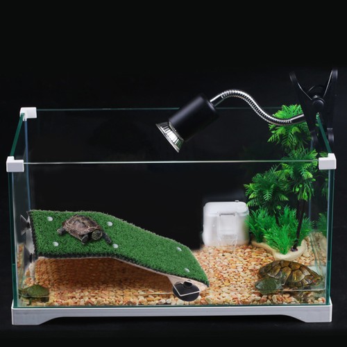Tortoise tank turtle - turtle, aquarium