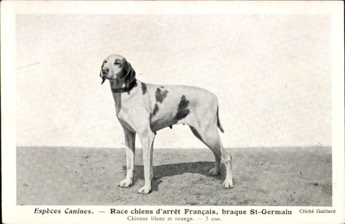 Cpa espèces canines - espèces, race