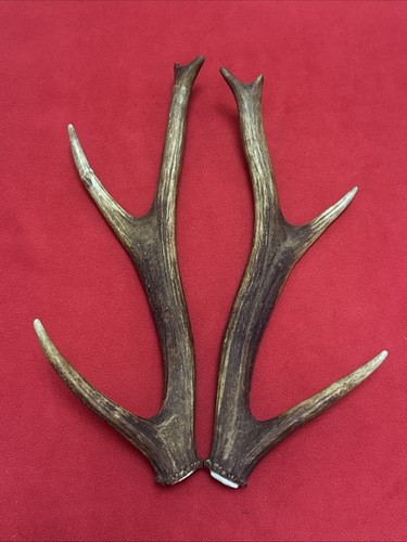 Pair red deer antlers - pair, of