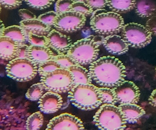 Sunny zoa live coral - live,