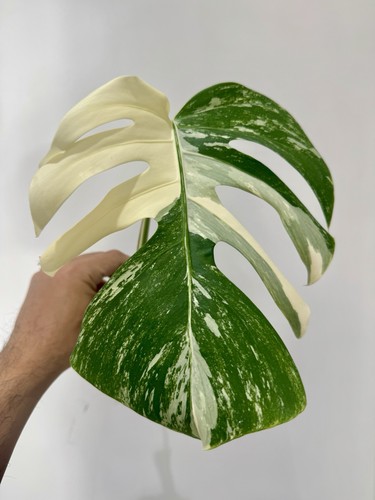 Variegated monstera albo - variegated,