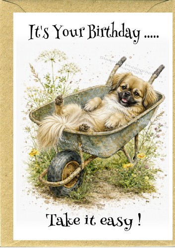 Tibetan spaniel dog - tibetan,