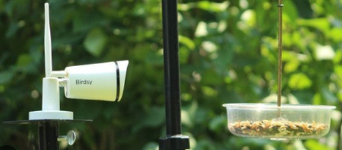 Birdsy cam smart - birdsy,