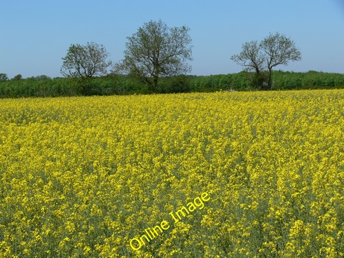 Photo 6x4 oil seed rape - 6x4, near