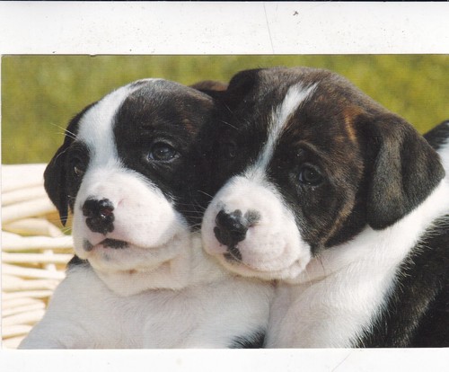 Border collie pups postcard - border,