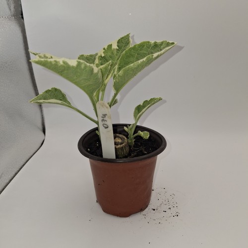 Variegated brugmansia snowbank - brugmansia,