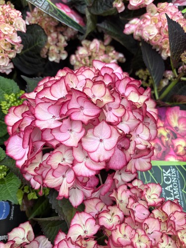 Hydrangea black diamonds macr - hydrangea,