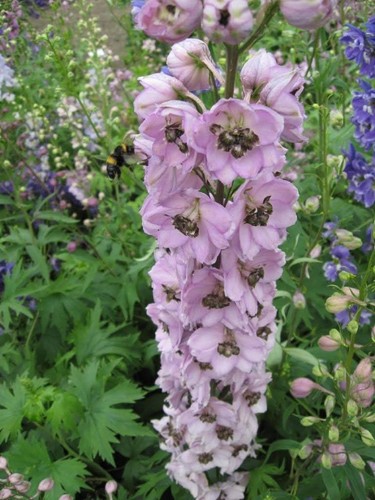 Delphinium pacific astolat - delphinium, 'astolat'
