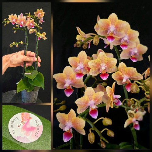 Phalaenopsis aromio allura - phalaenopsis,