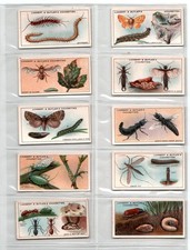 Lambert&Butler: Garden Life