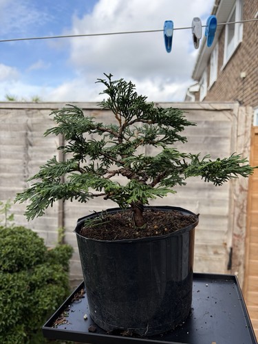 Honiki cypress bonsai starter