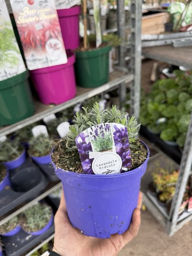 Lavender angustifolia herb - lavender,