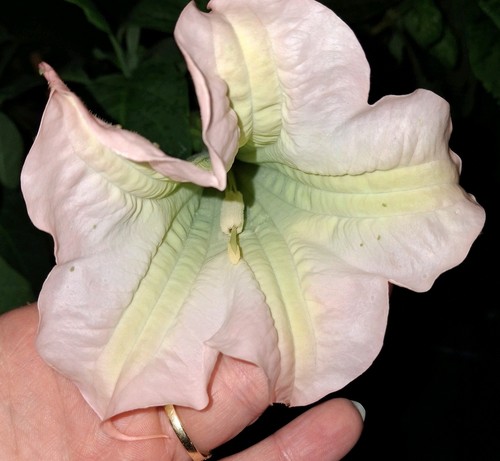 Brugmansia pink angel trumpet - brugmansia,