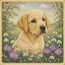 Labrador puppy dog spring - puppy, in