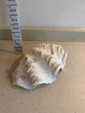 Fluted Giant Clam Shell Half